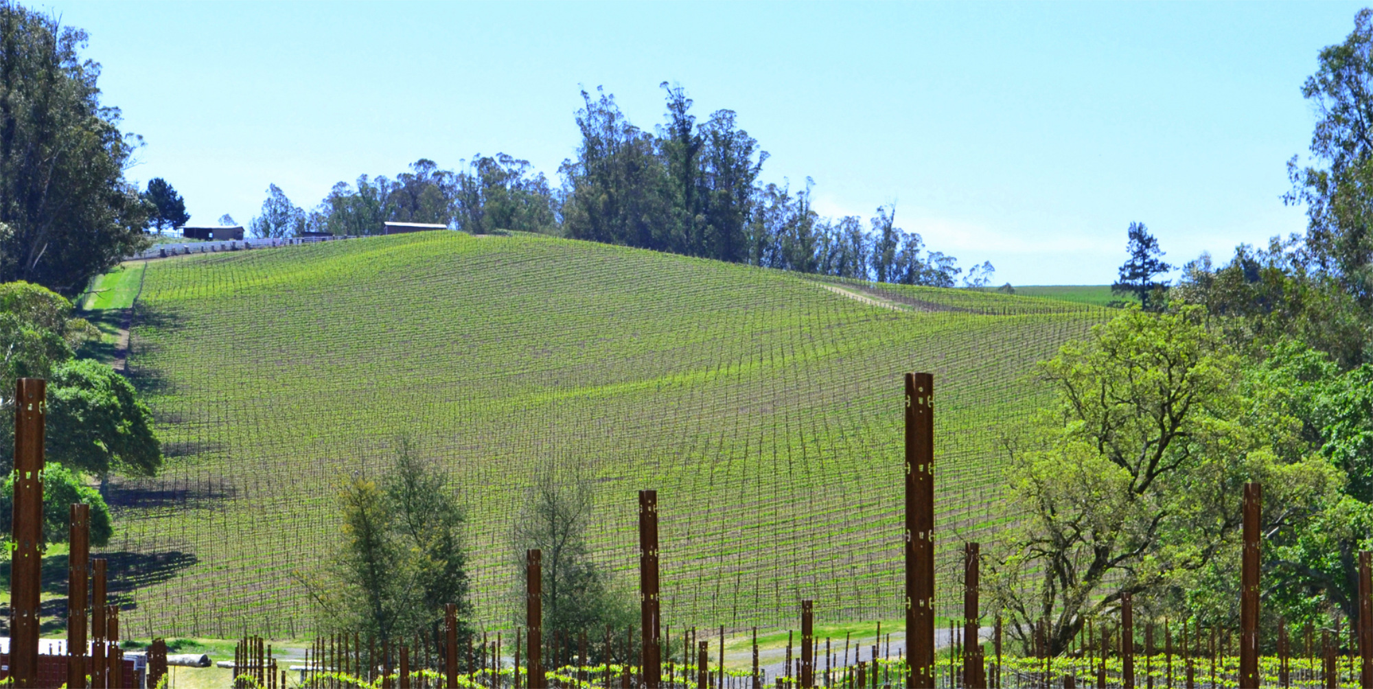 Pinot Hill Vineyard West Sonoma County