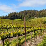 Pinot Hill West Vineyard Pinot Noir Sonoma County