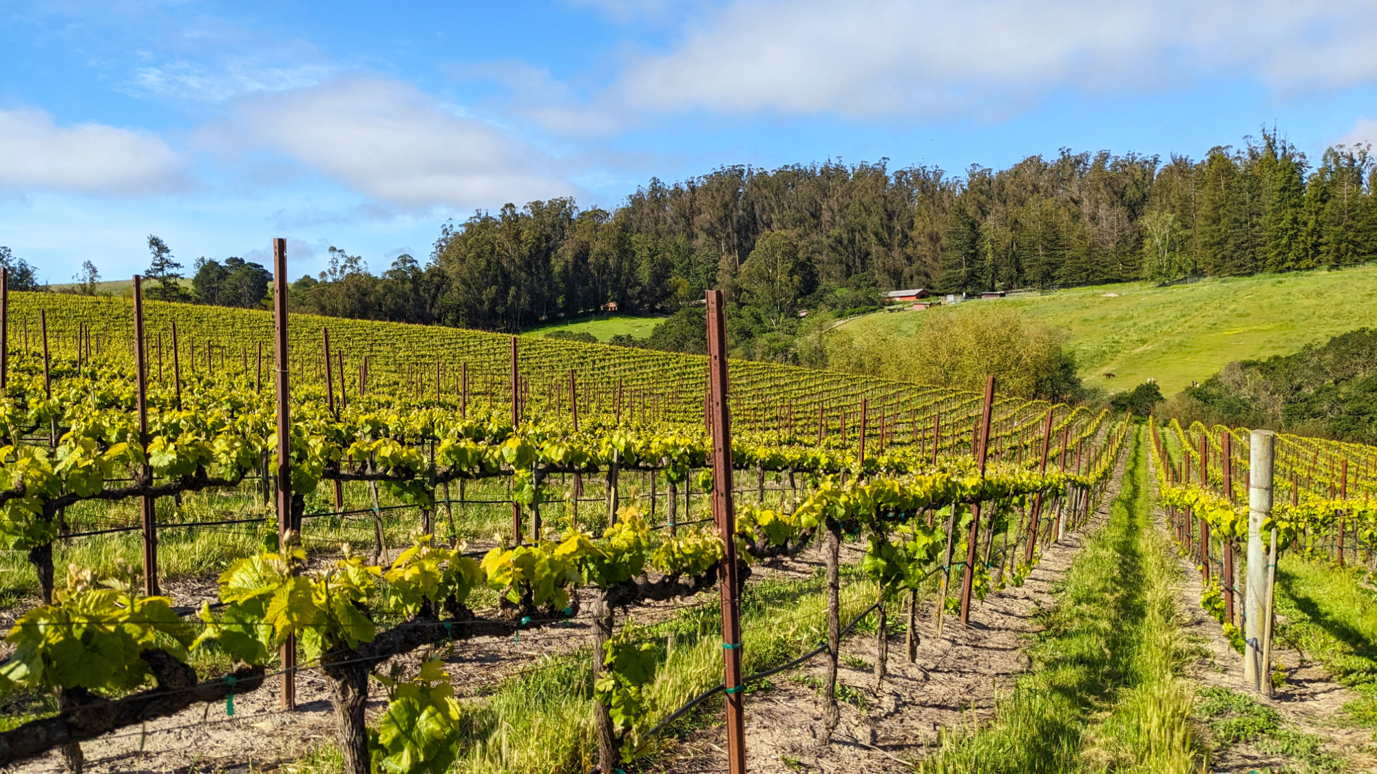 Pinot Hill West Vineyard Pinot Noir Sonoma County