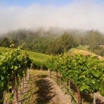 Russian River Valley Sonoma Coast Pinot Noir Vineyard