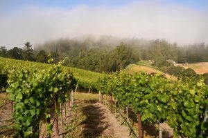 Russian River Valley Sonoma Coast Pinot Noir Vineyard