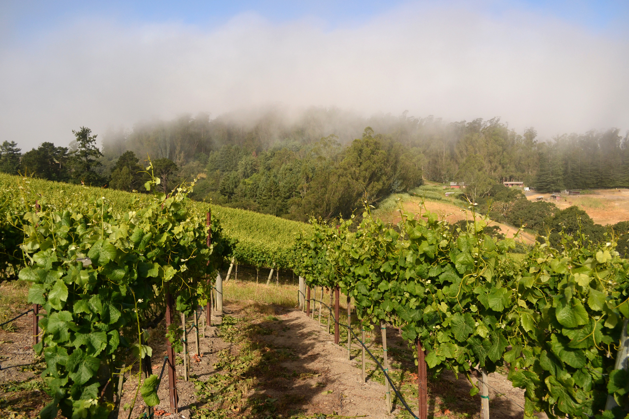 Russian River Valley Sonoma Coast Pinot Noir Vineyard