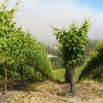 Sonoma Coast Russian River Pinot Noir Vineyard