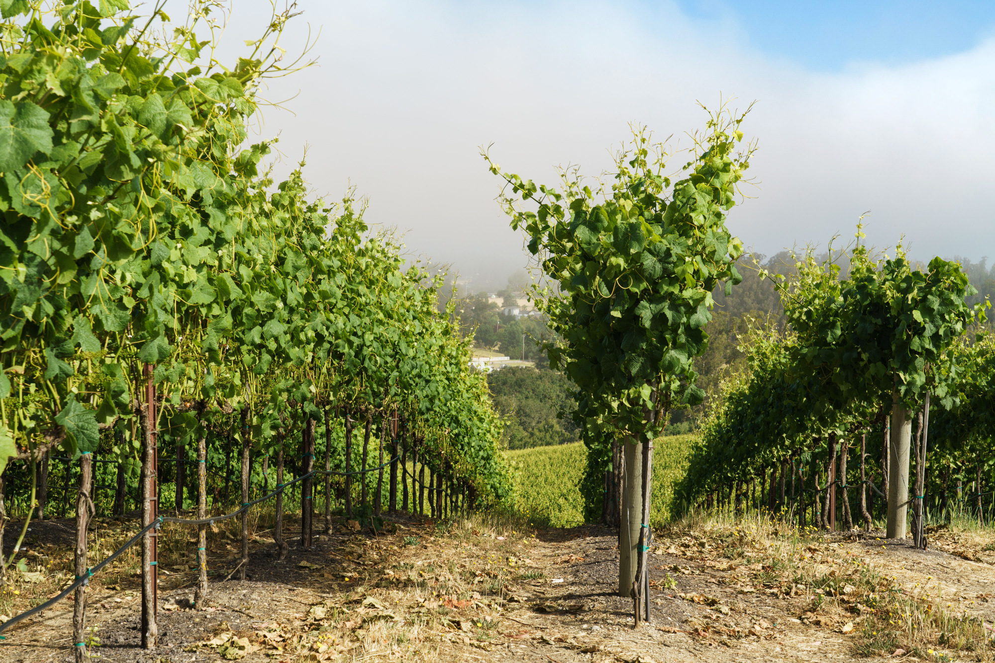 Sonoma Coast Russian River Pinot Noir Vineyard