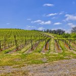 coastal fog pinot noir vineyard