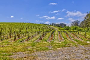 coastal fog pinot noir vineyard