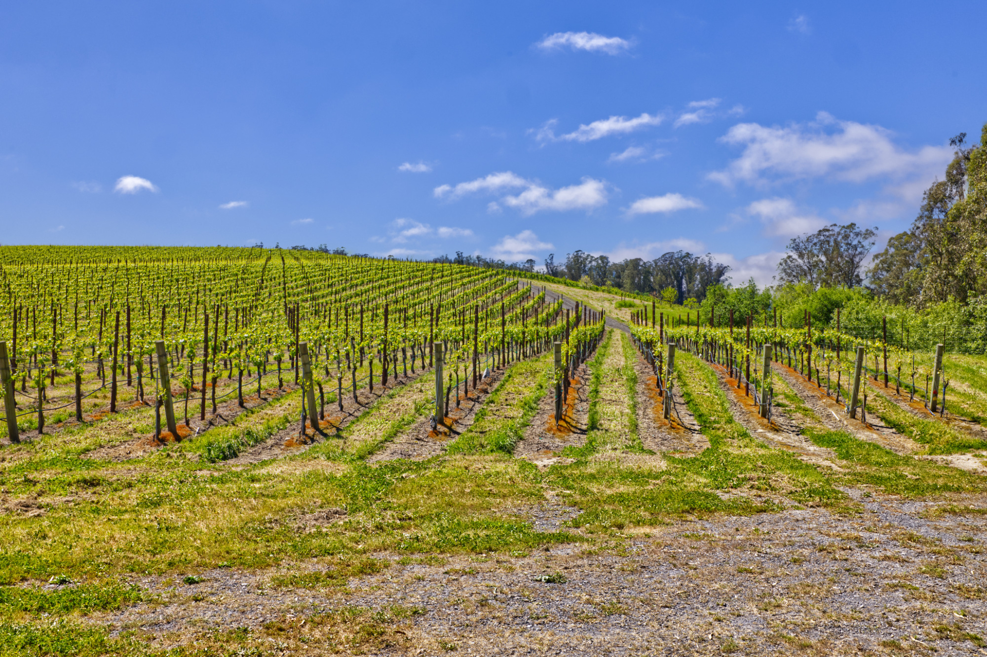 coastal fog pinot noir vineyard