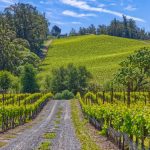 entrance pinot hill Russian River Valley