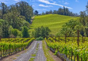 entrance pinot hill Russian River Valley