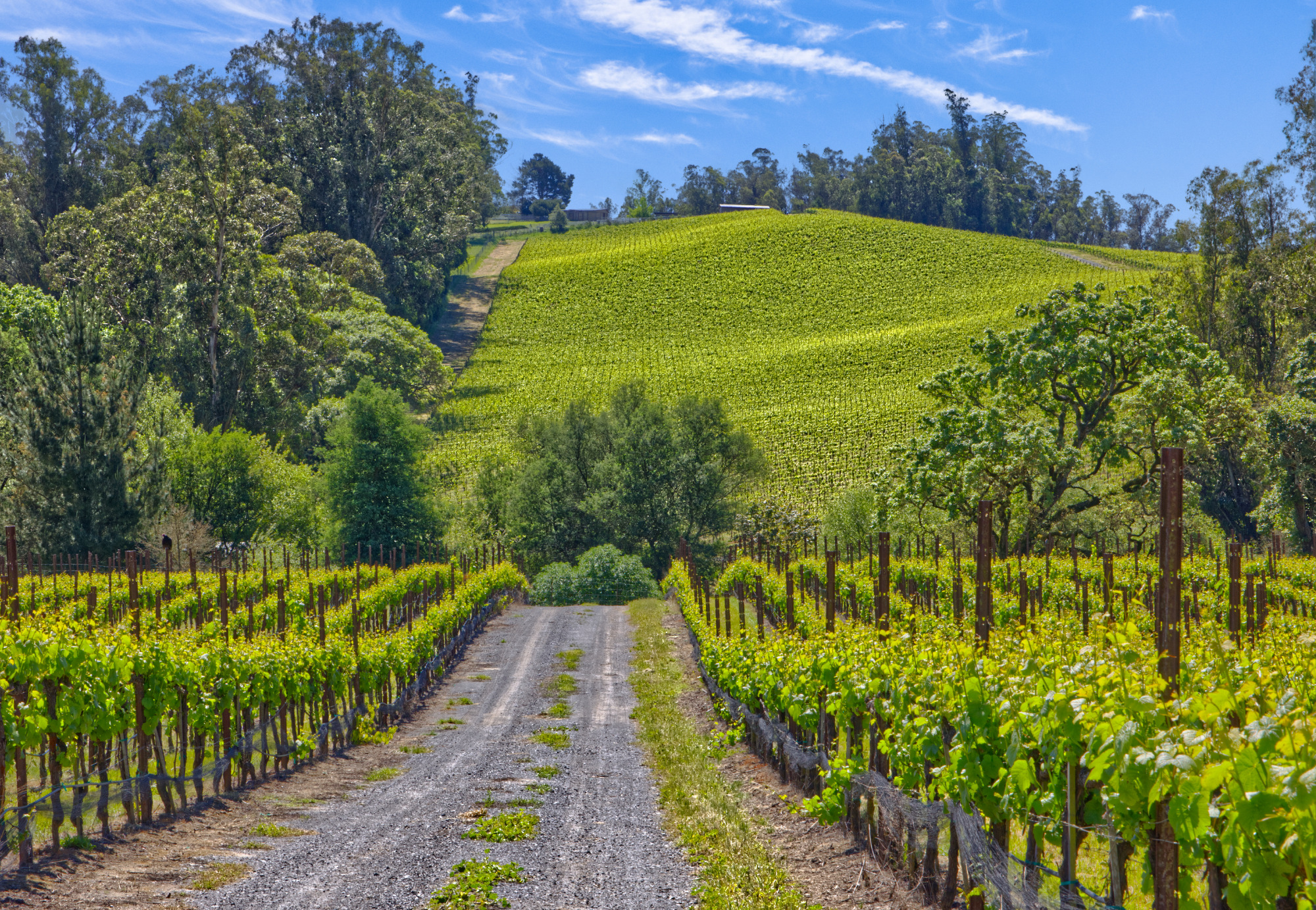 entrance pinot hill Russian River Valley