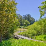 sebastopol pinot noir vineyard
