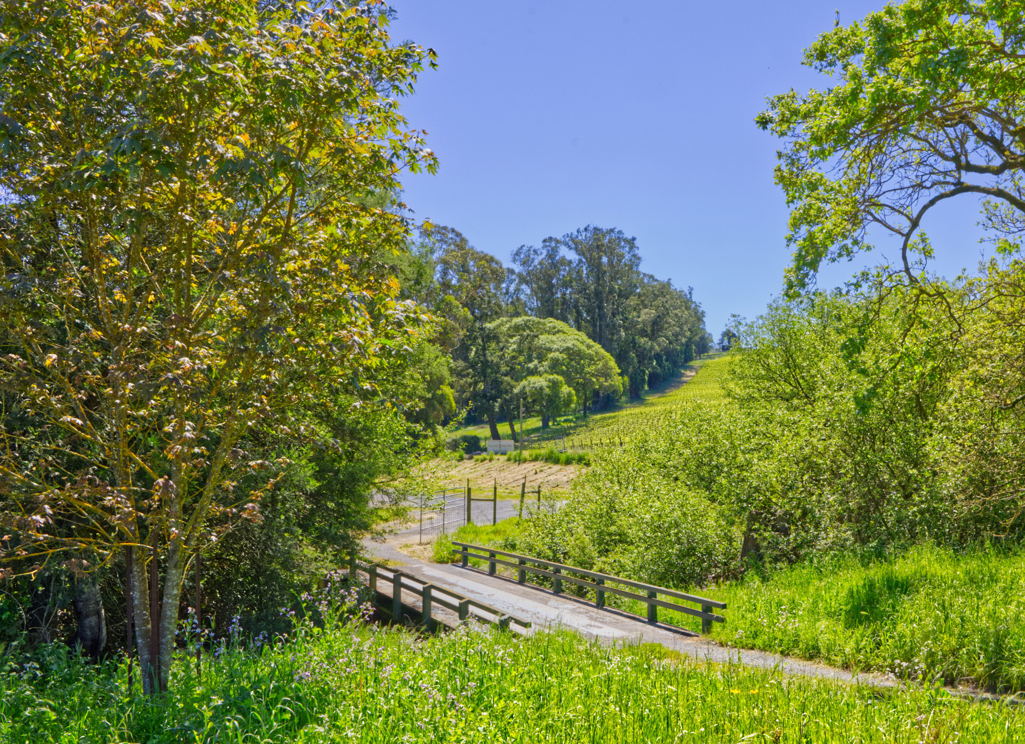sebastopol pinot noir vineyard
