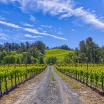 west sonoma county pinot noir vineyard