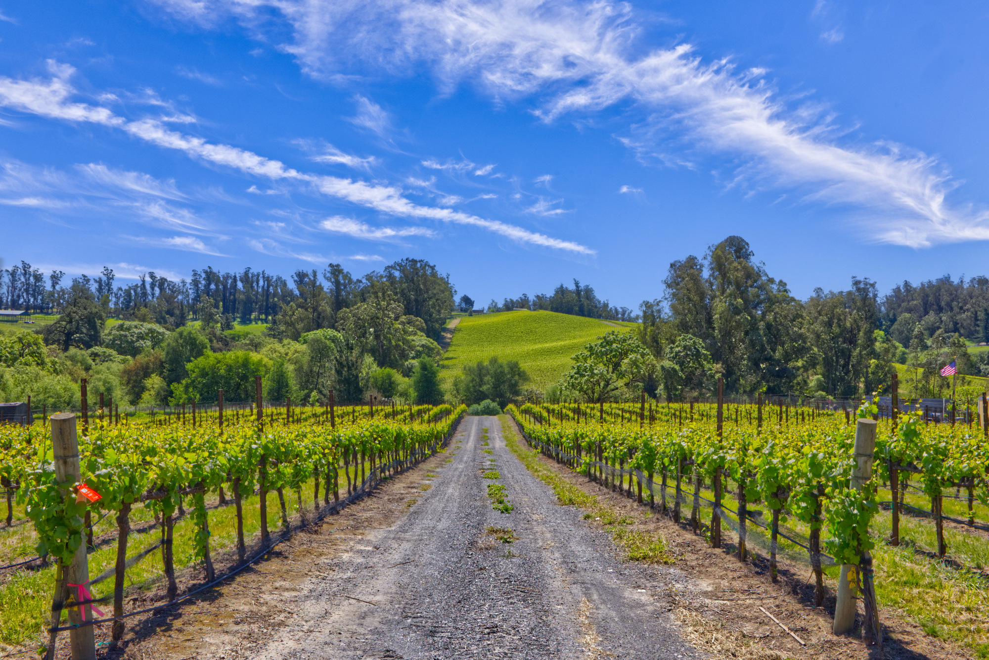 west sonoma county pinot noir vineyard