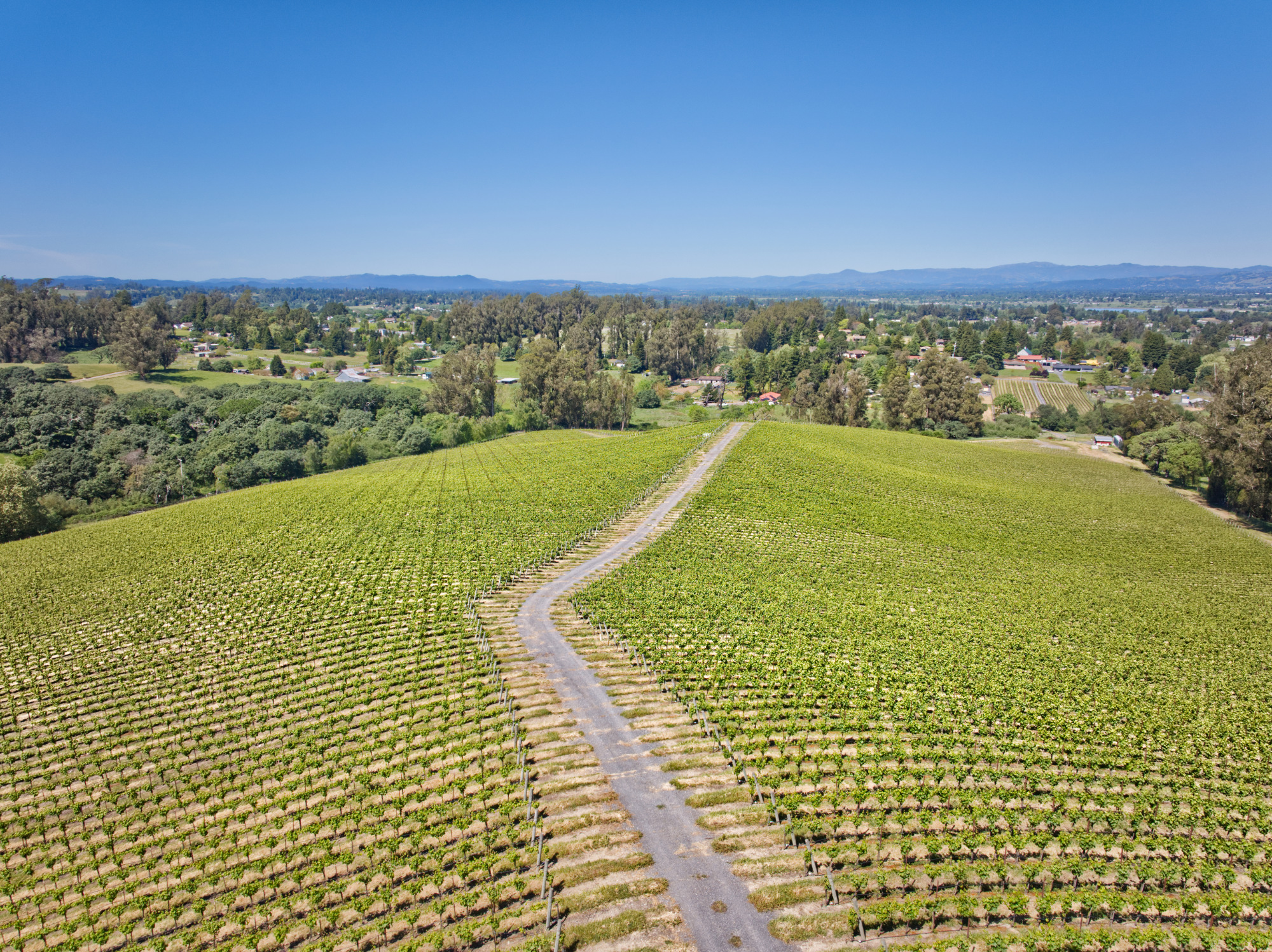 Pinot Hill east and west