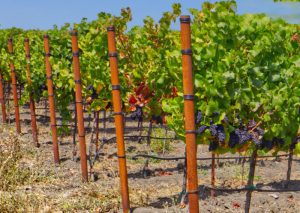 Sonoma-County-Pinot-Noir-Vineyard-End-Posts