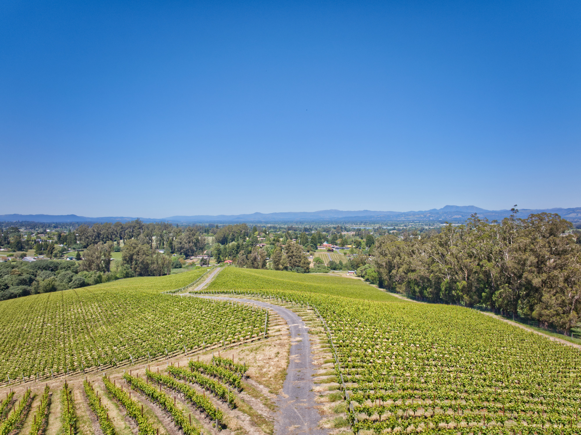 pinot hill dramatic views