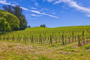 pinot hill east