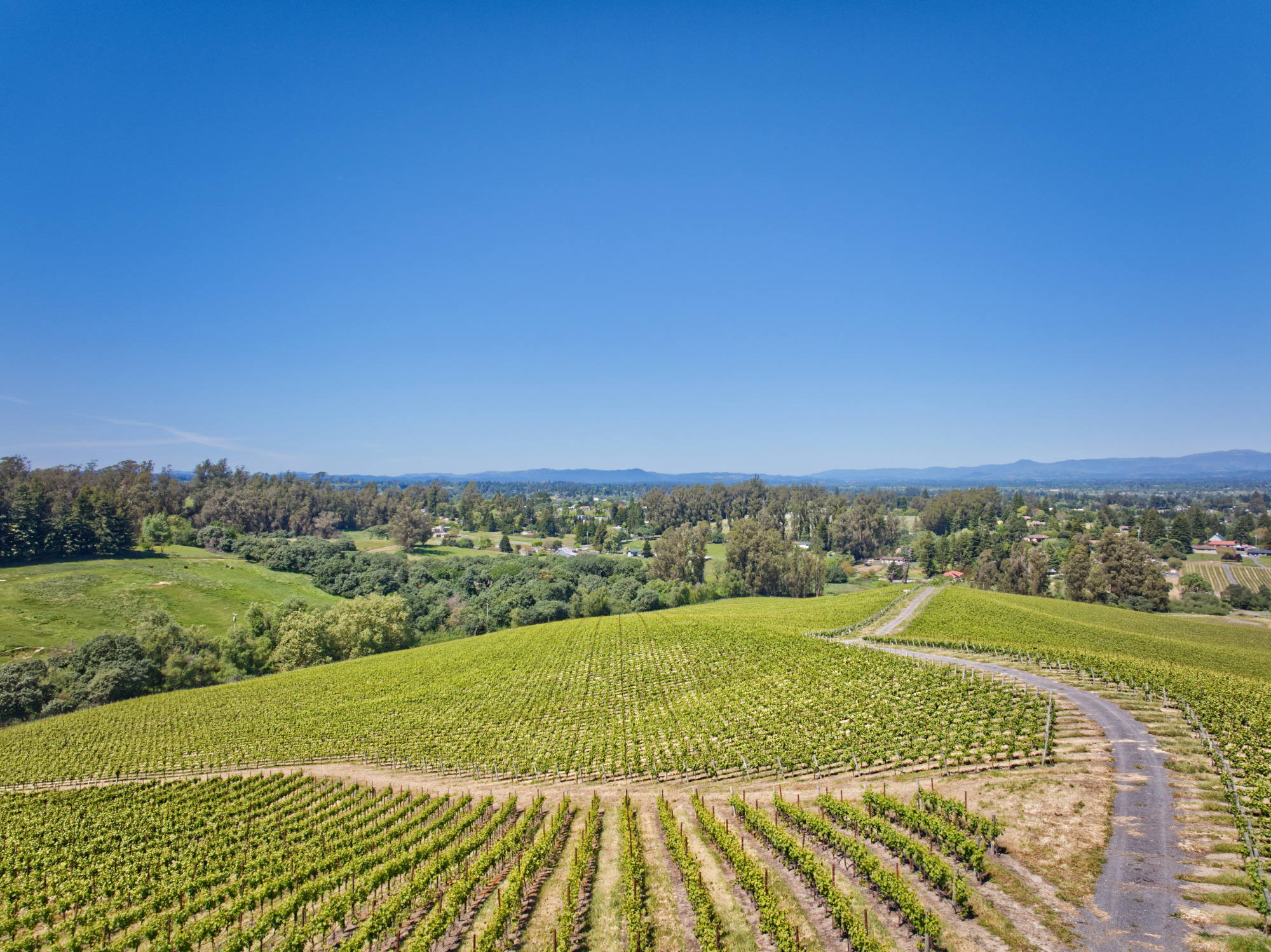 pinot hill ridge west