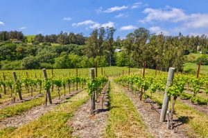 pinot hill west