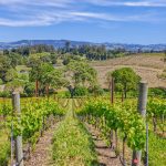 pinot noir vineyard oak trees sonoma county