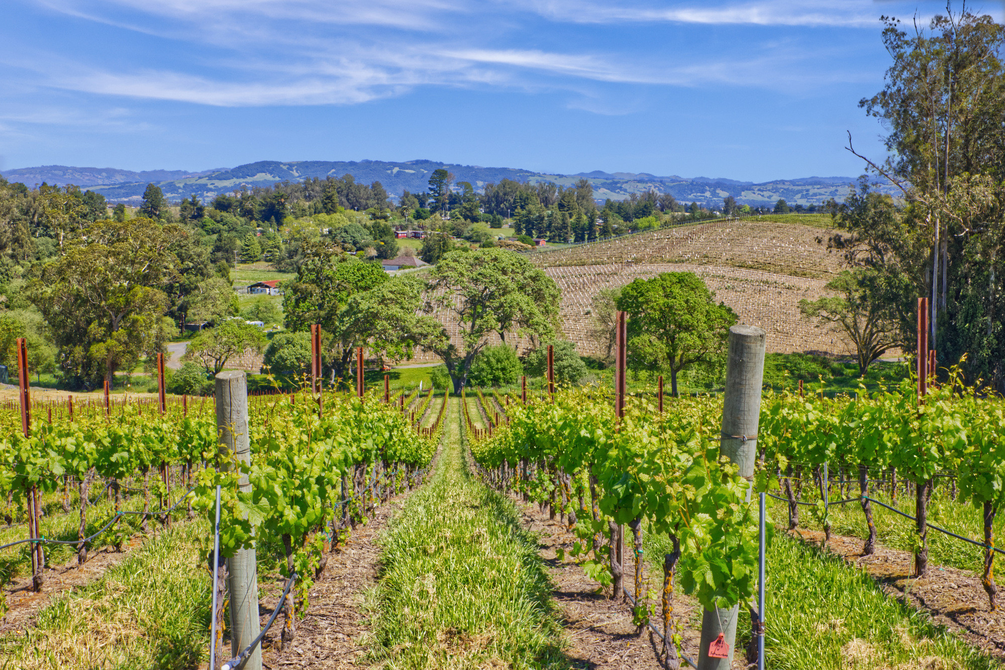 pinot noir vineyard oak trees sonoma county