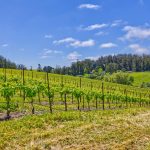 west sonoma county pinot noir and fog