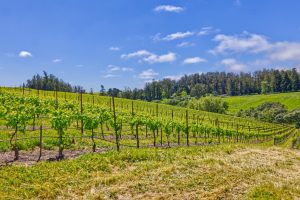 west sonoma county pinot noir and fog