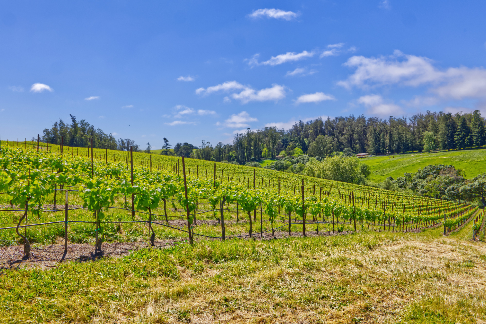 west sonoma county pinot noir and fog