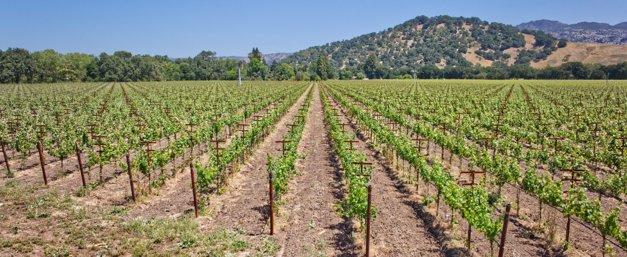 Yountville AVA Premium Vineyard