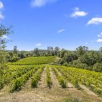 Fair Play AVA Winery and vineyard for sale