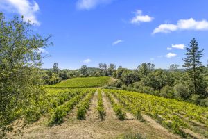 Fair Play AVA Winery and vineyard for sale