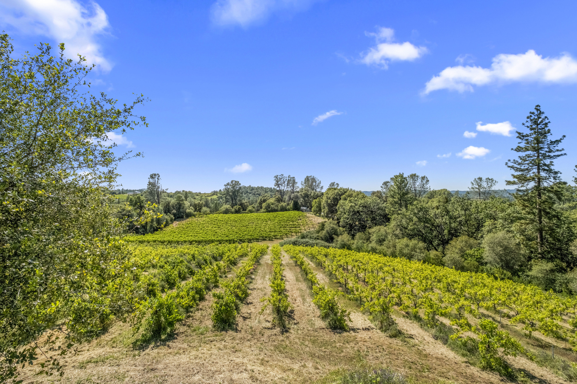 Fair Play AVA Winery and vineyard for sale