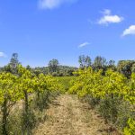 Fair Play AVA Winery and vineyard for sale