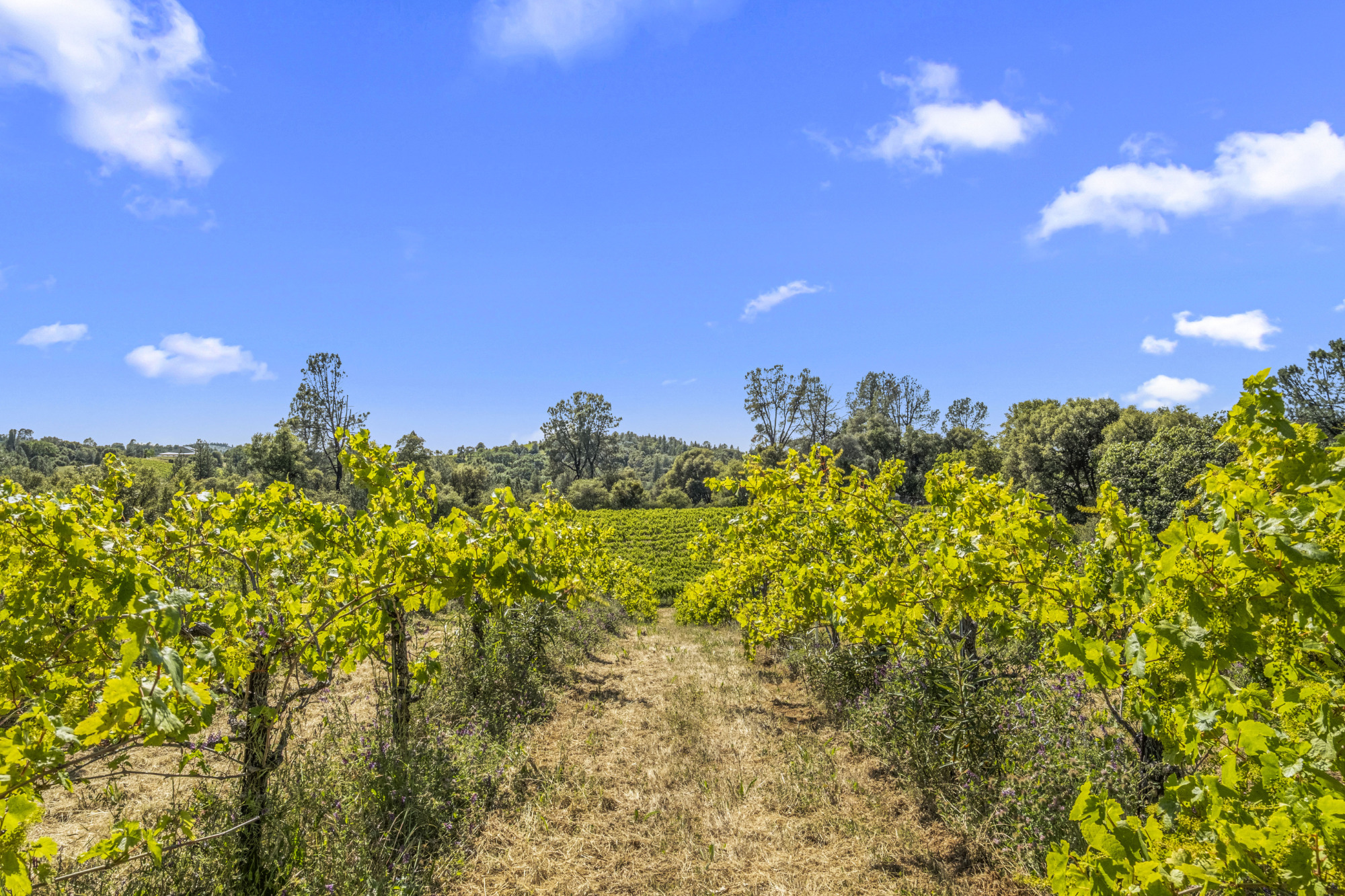 Fair Play AVA Winery and vineyard for sale