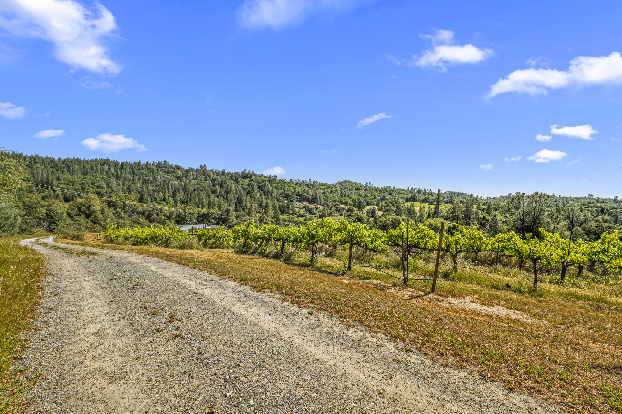 Fair Play AVA Winery and vineyard for sale