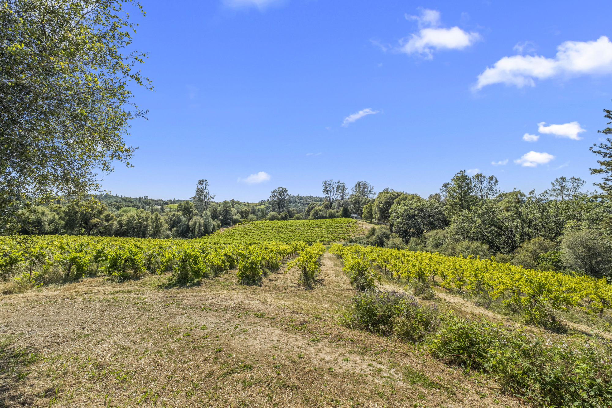 Fair Play AVA Winery and vineyard for sale