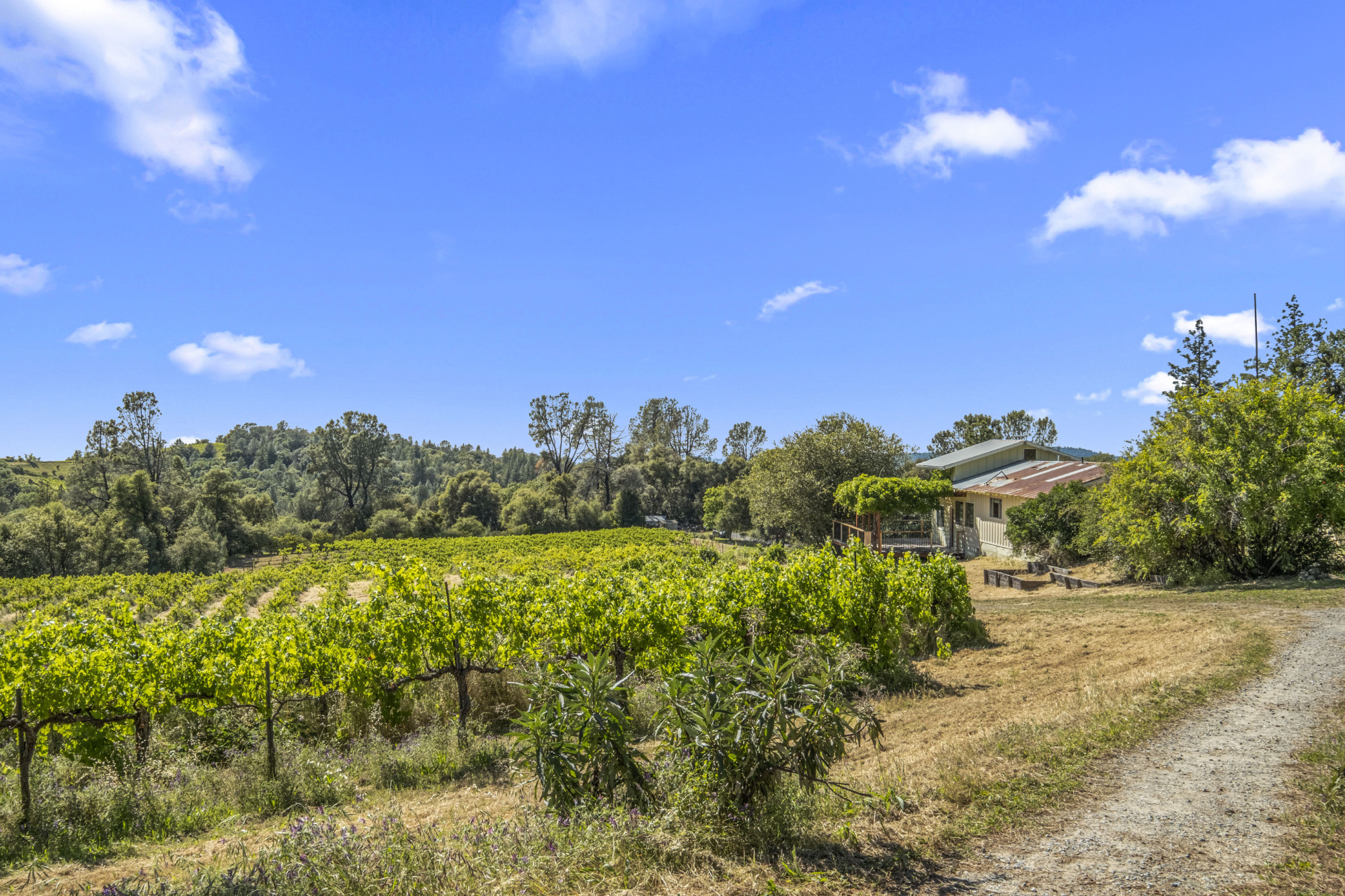 Fair Play AVA Winery and vineyard for sale