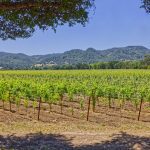 cabernet sauvignon premium vineyard napa valley