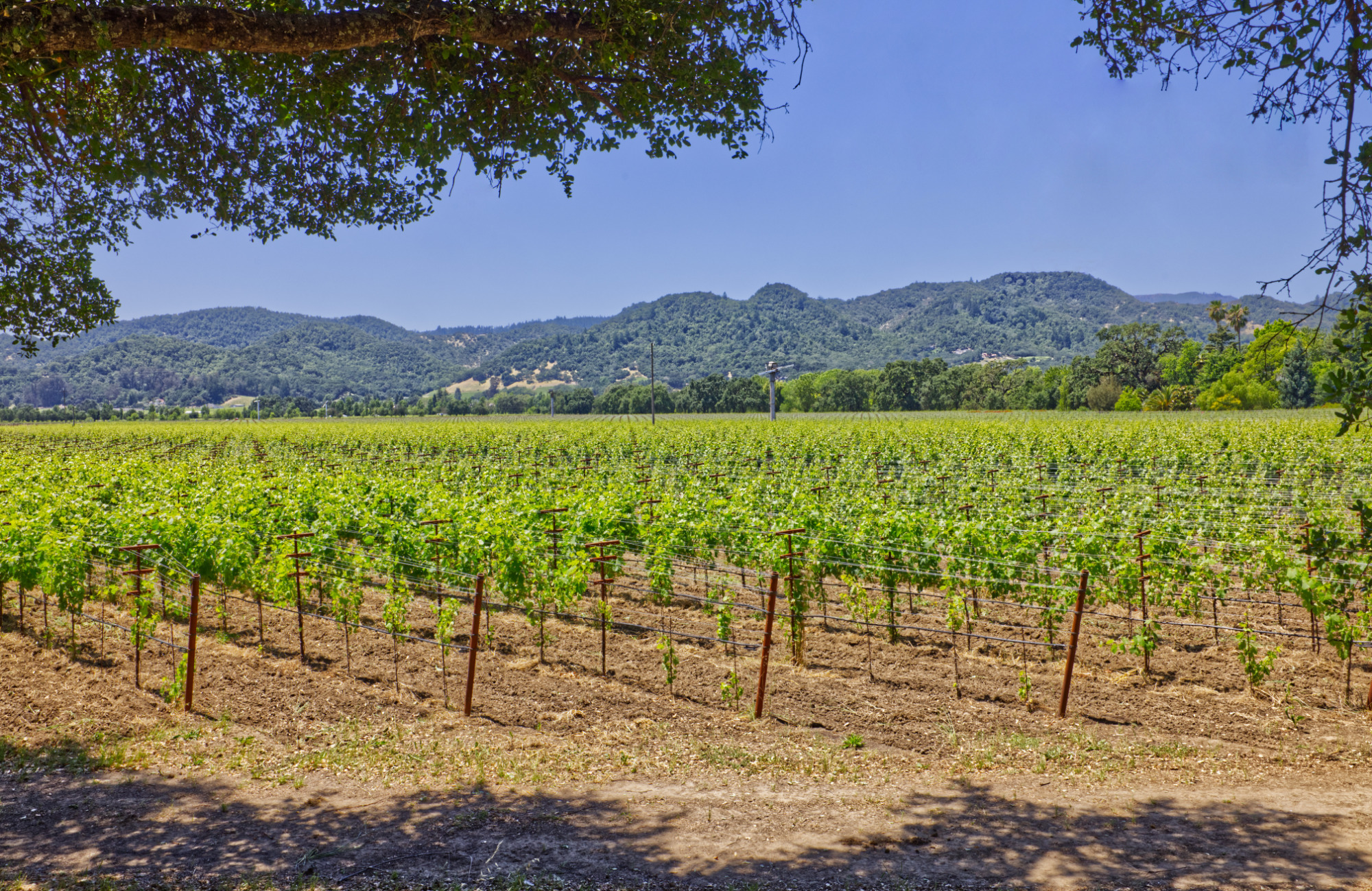 cabernet sauvignon premium vineyard napa valley