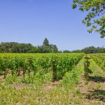 counoise vines premium vineyard napa