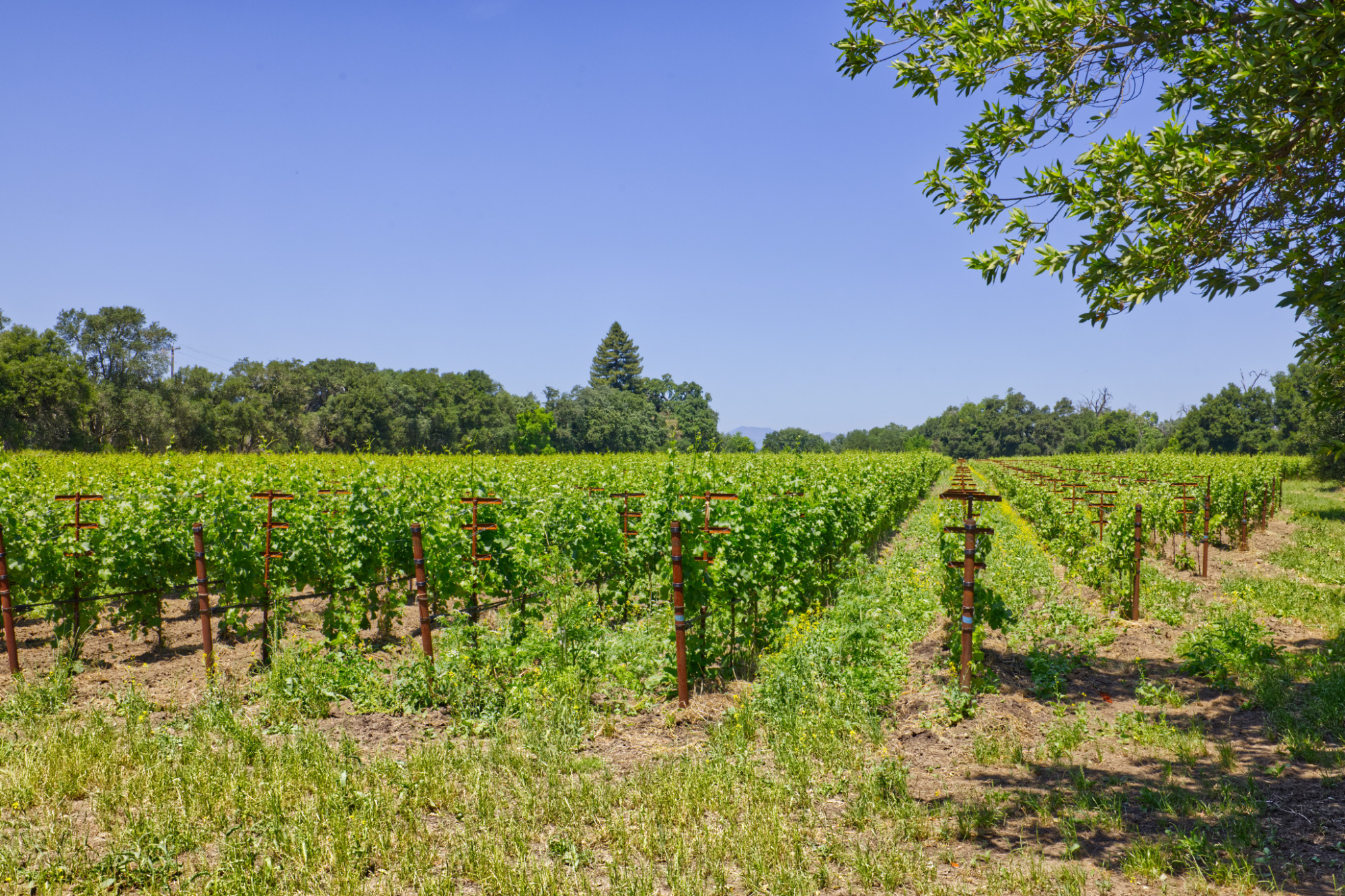 counoise vines premium vineyard napa