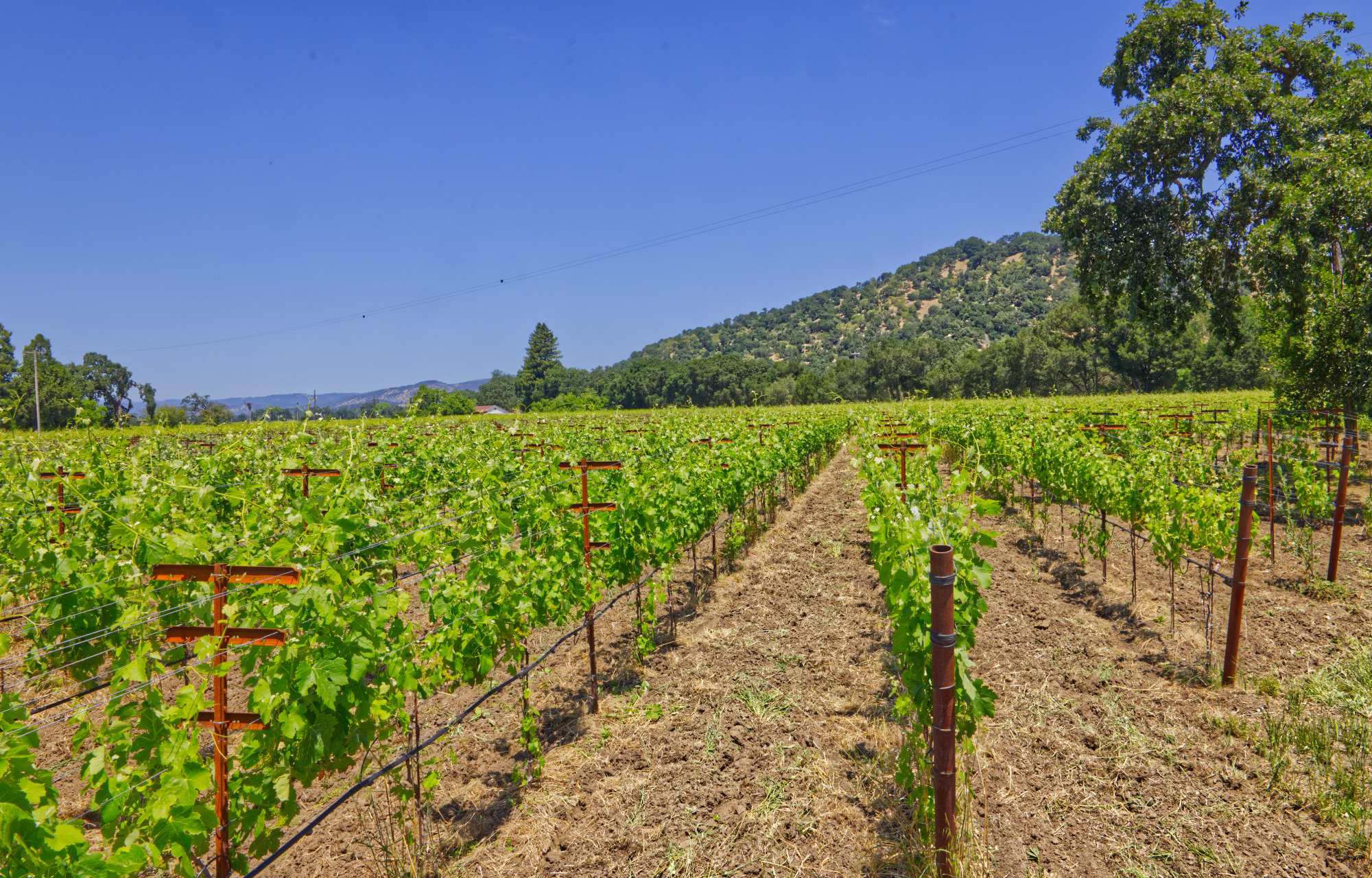 estate vineyard rows yountville ava