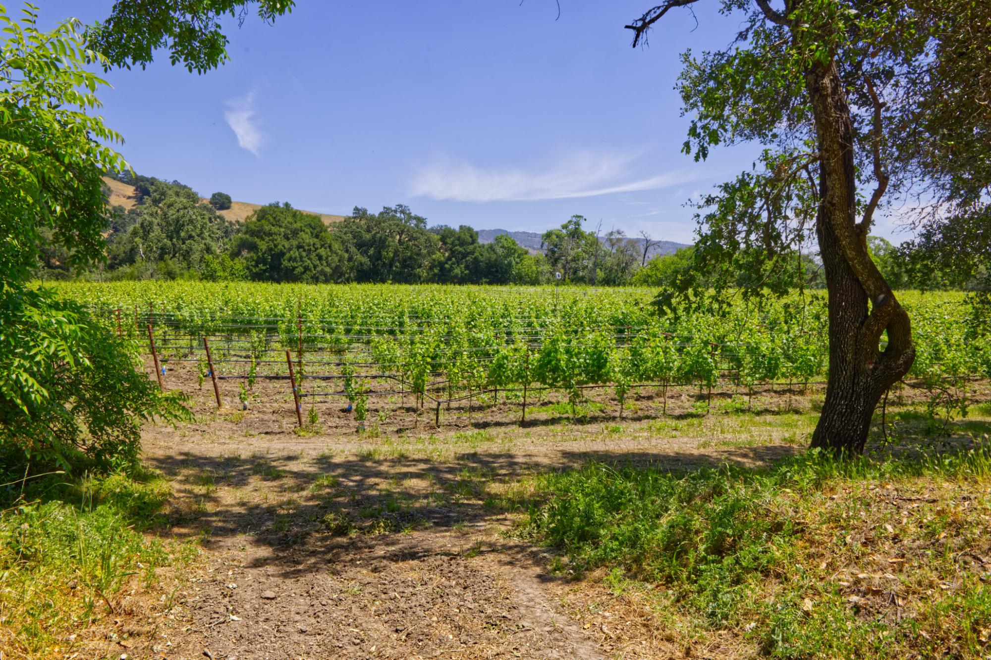 grenache noir vineyard estate napa valley