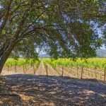 malbec vineyard plantings napa valley estate