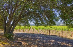 malbec vineyard plantings napa valley estate