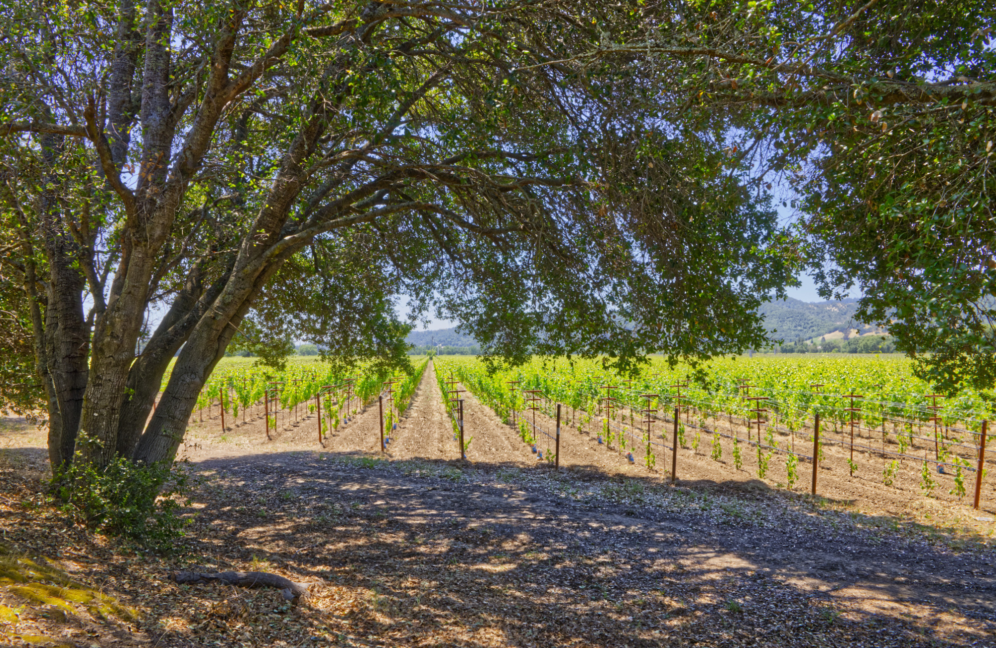 malbec vineyard plantings napa valley estate