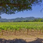 napa valley cabernet franc vines premium vineyard