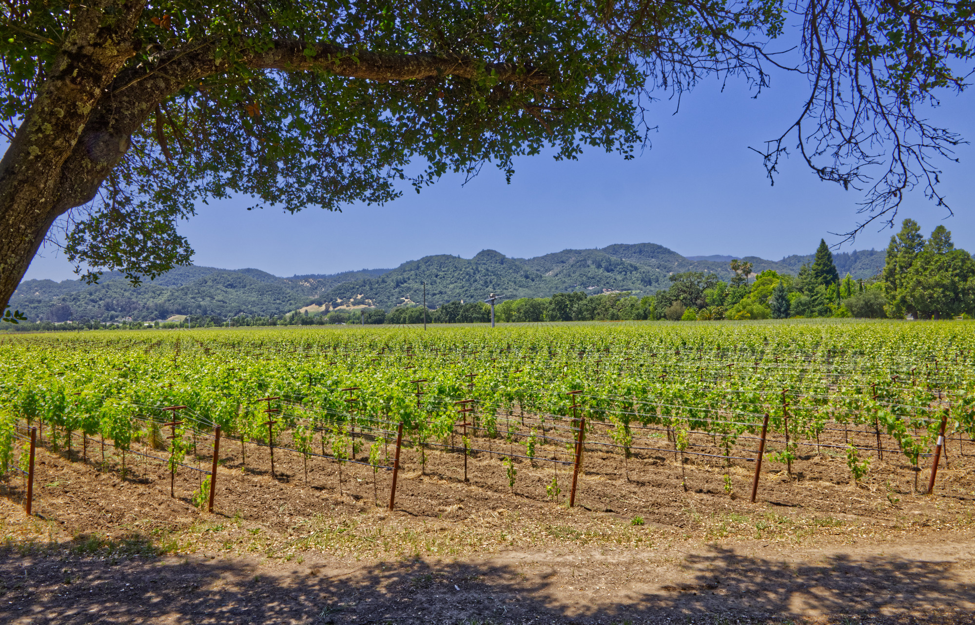 napa valley cabernet franc vines premium vineyard