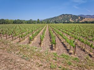 napa valley cabernet sauvignon estate vines